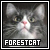 {...norwegian forestcats fan...}